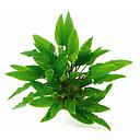 cryptocoryne green