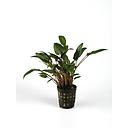 cryptocoryne indonessi