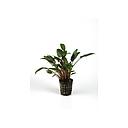 cryptocoryne moehlmanni