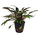 cryptocoryne petchii