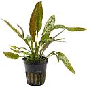 cryptocoryne usteriana