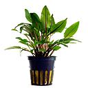 cryptocoryne wendtii green