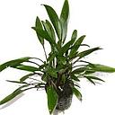 cryptocoryne willisi x nevelli