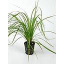 cyperus helferi