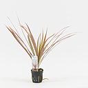 dracena marginata red