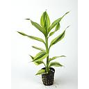 dracena sanderiana