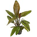 echinodorus adlandsberg