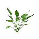 echinodorus argentinensis