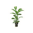 echinodorus compacta