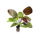 echinodorus cordifolius red