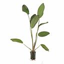 echinodorus hot pepper