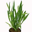 echinodorus latifolius