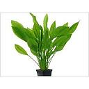 echinodorus mix motherplant