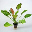 echinodorus oriental