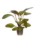 echinodorus ozelot red