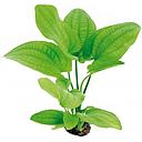 echinodorus radicans