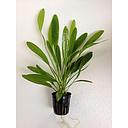 echinodorus uruguayensis