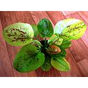 echinodorus yellow sun