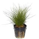 eleocharis parvulus