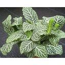 fittonia green