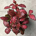 fittonia red