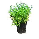 glossostigma elatinoides