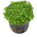 hemianthus callitrichoides