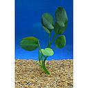 hydrocleys nymphoides