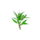 hygrophila corymbosa