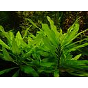 hygrophila guyanensis