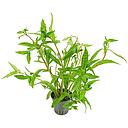 hygrophila pantanal wavy