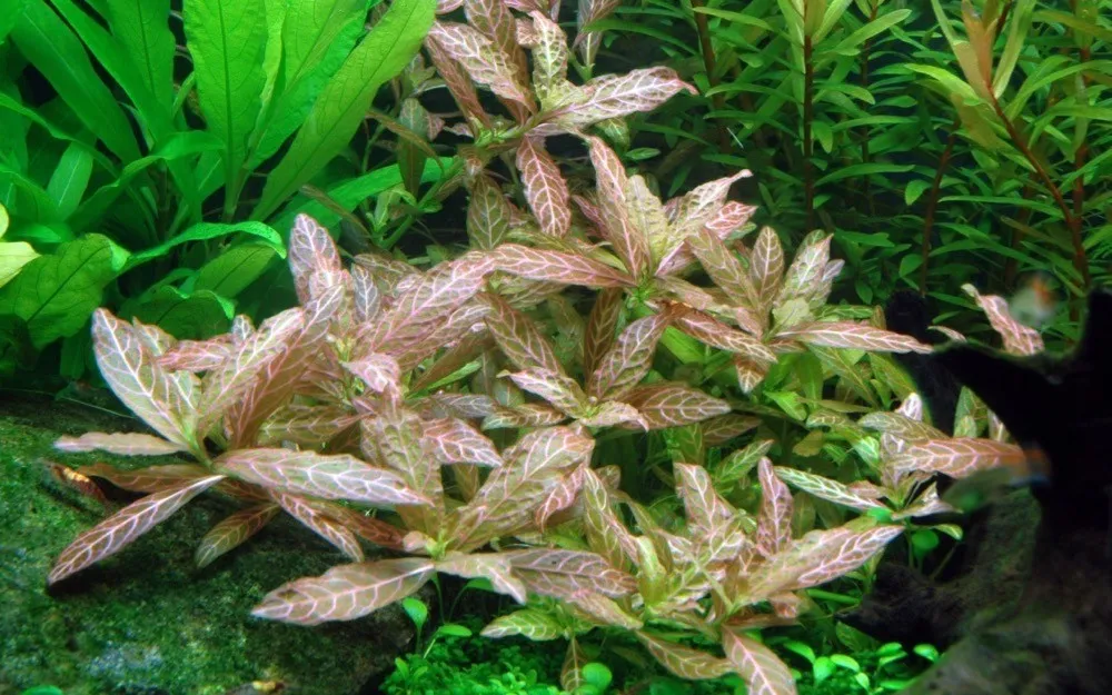hygrophila polysperma rosanervig