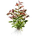 hygrophila rosanerva