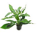 hygrophila siamensis motherplant