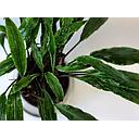 lagenandra thwaitesii