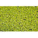 lemna minor - eendekroos - pot