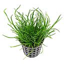 lilaeopsis mauritiana