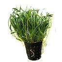 lilaeopsis novae-zelandiae/brasiliensis