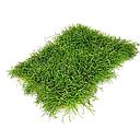 lilaeopsis novae-zelandiae/brasiliensis pad 10x15cm