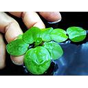 limnobium laevigatum