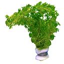 limnophila sessiliflora (ambullia)