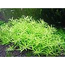 limnophila vietnam mini