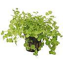 lindernia rotundifolia