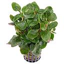 lobelia cardinalis mini