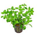 ludwigia palustris green