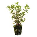 ludwigia palustris red