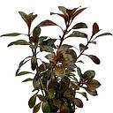 ludwigia repens rubin red