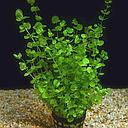 micranthemum umbrosum