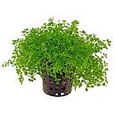 micranthenum monte carlo