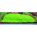 micranthenum monte carlo pad 10x15cm